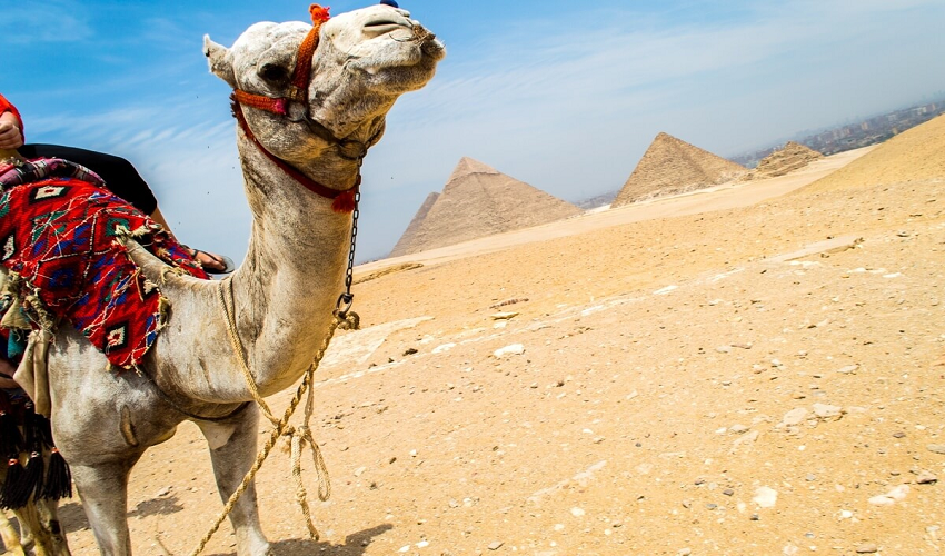 Camello a Giza